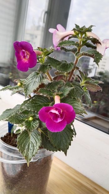  - 2025-Aurika s Raspberry Yolk