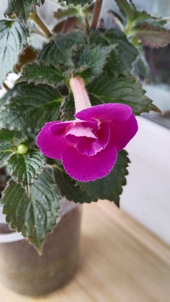 - 2025-Aurika s Raspberry Yolk