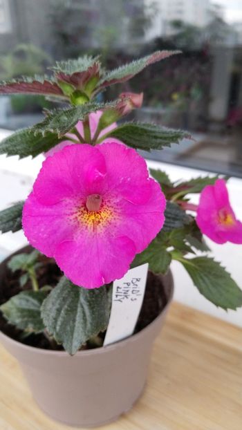  - 2025-BriD s Pink Lily