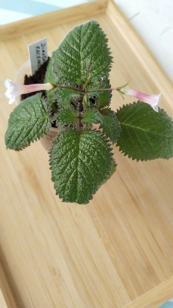  - 2025-Diastema racemiferum