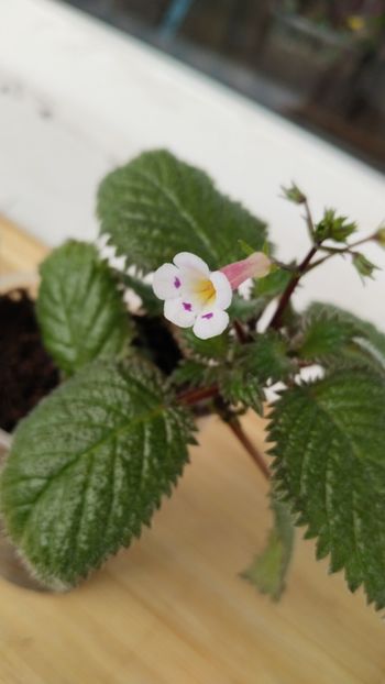  - 2025-Diastema racemiferum