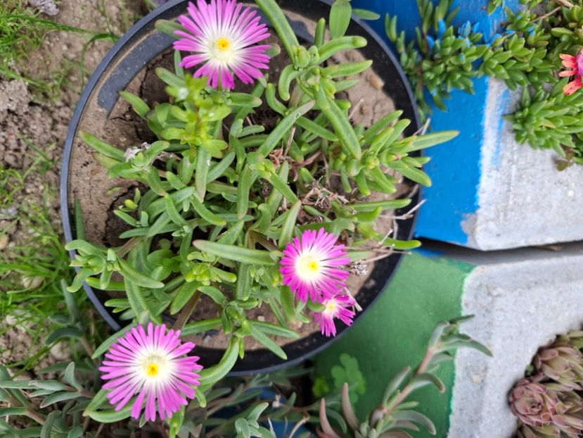  - Delosperma
