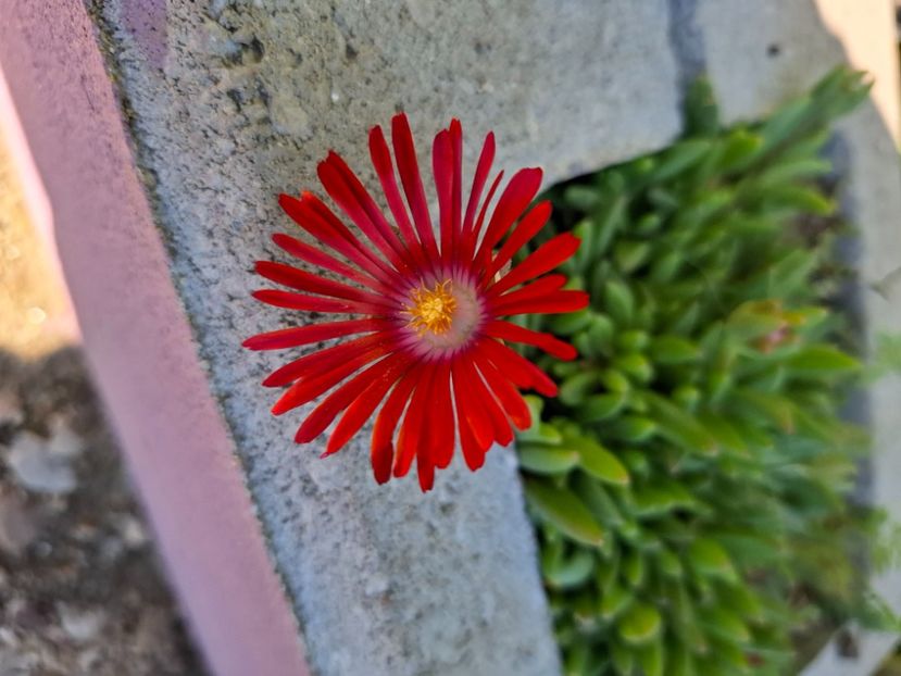  - Delosperma