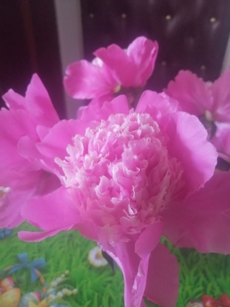 Dar nu am eu și bujori frumoși? Also, eu pun poze cu florile mele - Și dacă nu pun nume - ce?