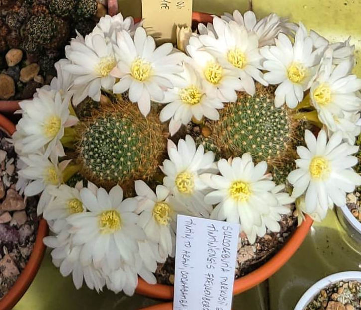 Rebutia cv Snow White 1 - Rebutia cv Snow White