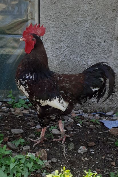  - Gaini sussex portelan