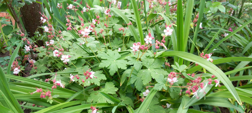  - 2025 - 01 - Primavara