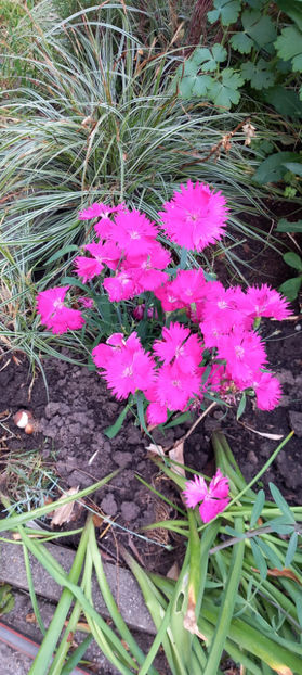  - 2025 - 01 - Primavara