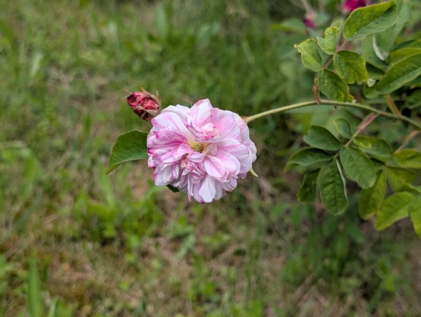 PXL_20250531_085206762 - Pompon Panachée