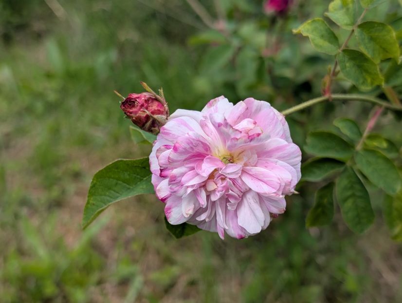 PXL_20250531_085214483 - Pompon Panachée