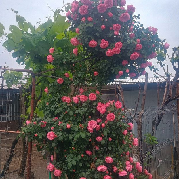 Parade - trandafiri 2025