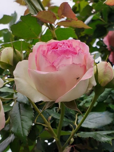  - Eden Rose 2024_ 2025