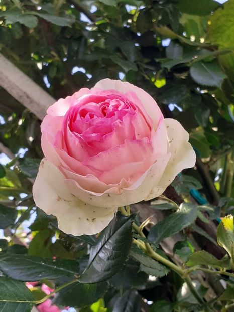  - Eden Rose 2024_ 2025