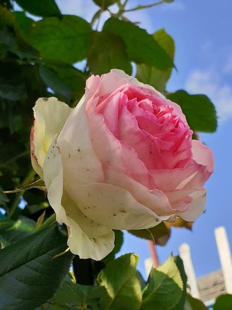  - Eden Rose 2024_ 2025