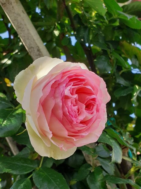  - Eden Rose 2024_ 2025