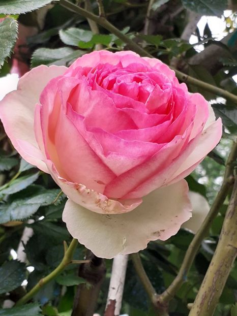  - Eden Rose 2024_ 2025