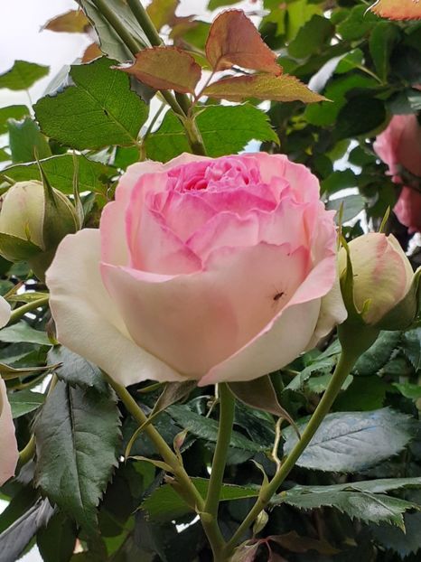  - Eden Rose 2024_ 2025