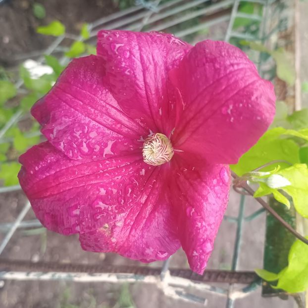 Rouge Cardinal - clematite 2025