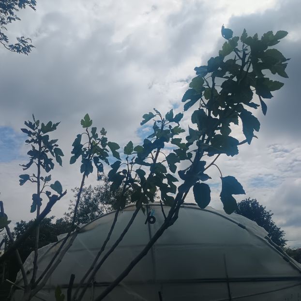  - arbori fructiferi 2025