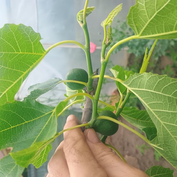 Mininut - arbori fructiferi 2025