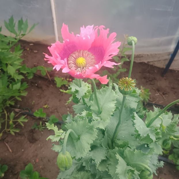  - Gradina flori