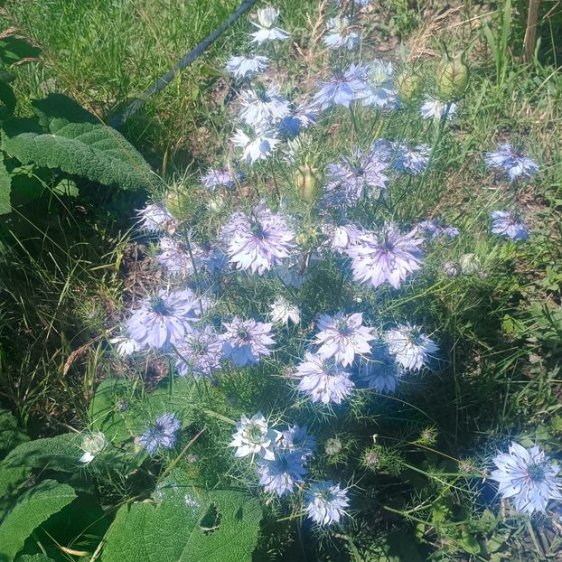  - Gradina flori