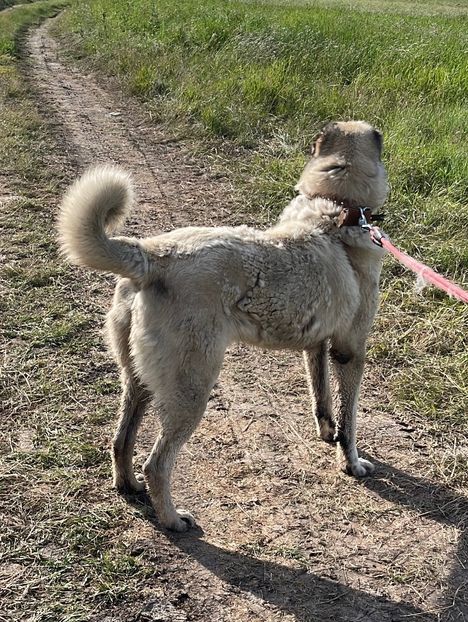 187379CD-1323-4A97-B96B-7FE03E848870 - Ciobanesc caucazian