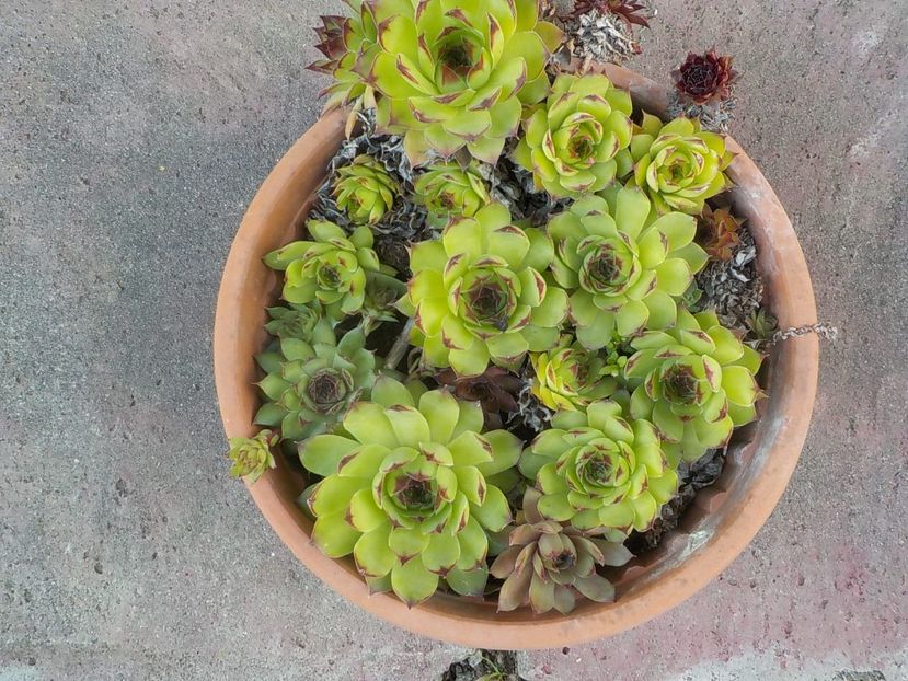  - Genul Sempervivum