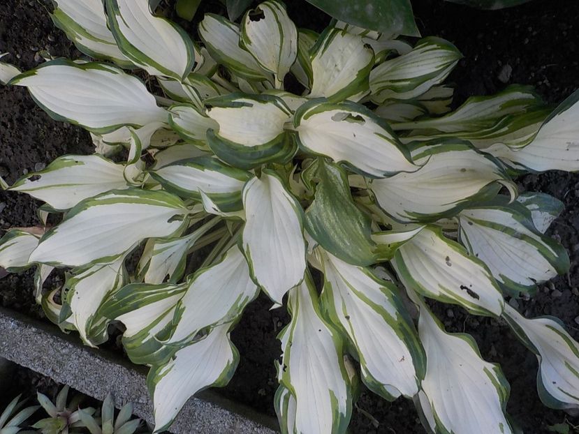  - hosta