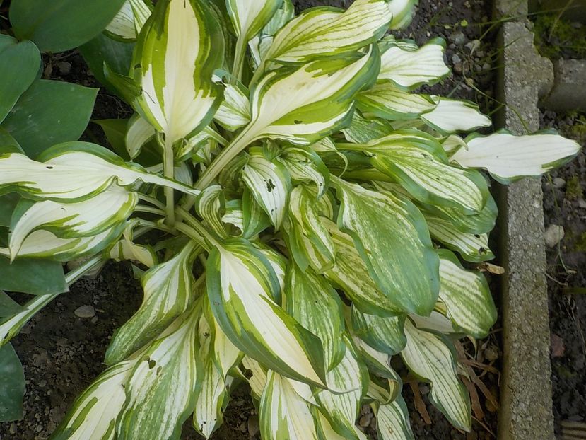  - hosta