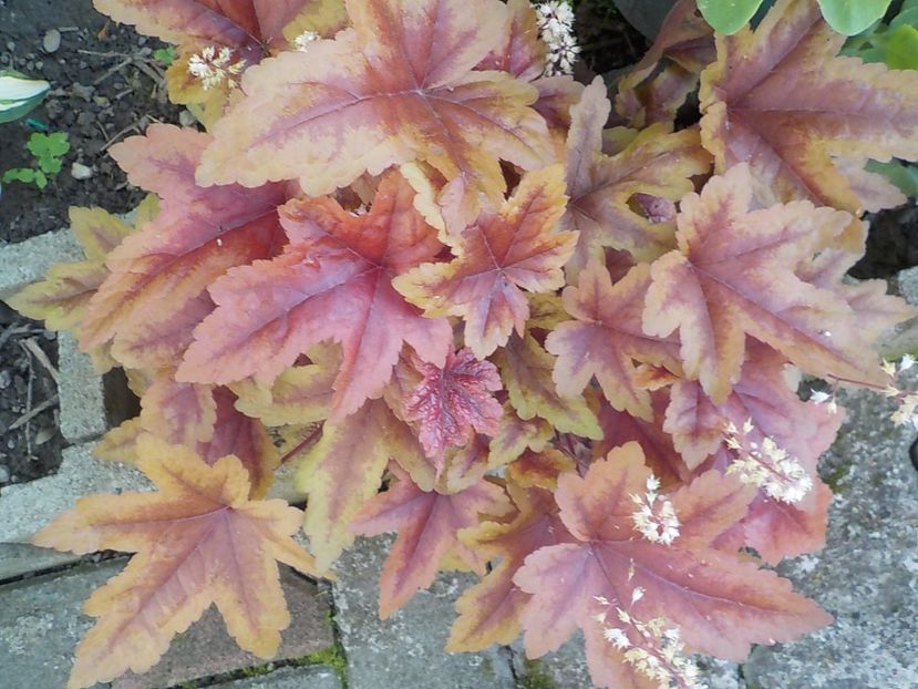  - heuchera gradina