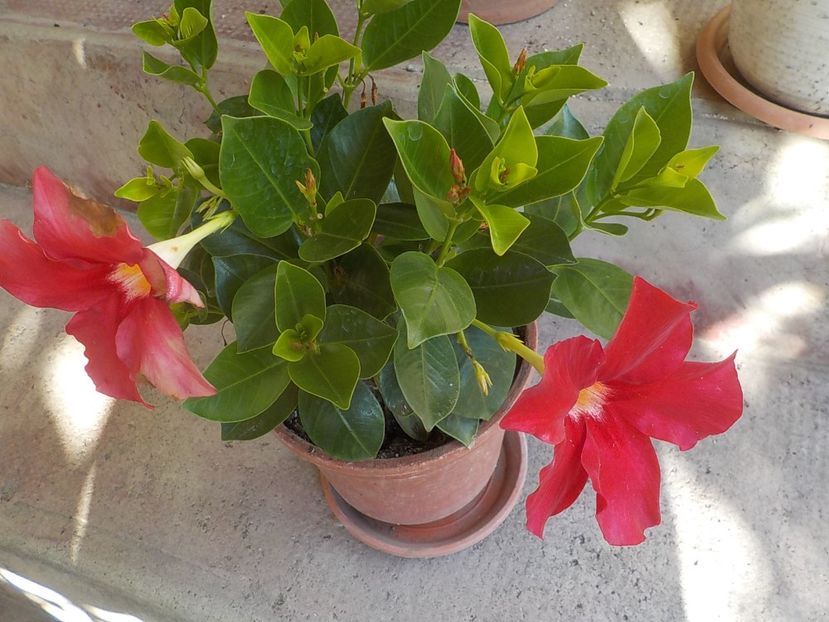  - Florile mele