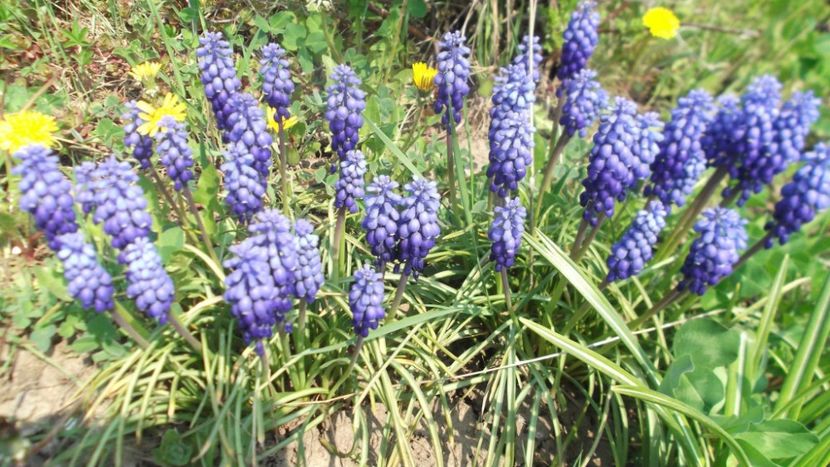  - Gradinuta mea 2025