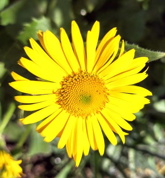  - Gradinuta mea 2025