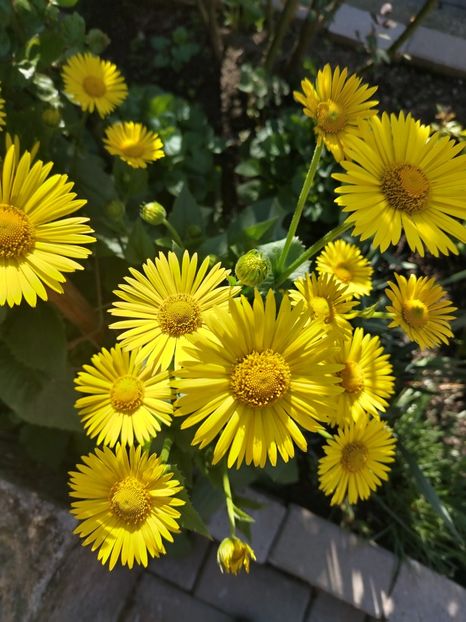  - Gradinuta mea 2025