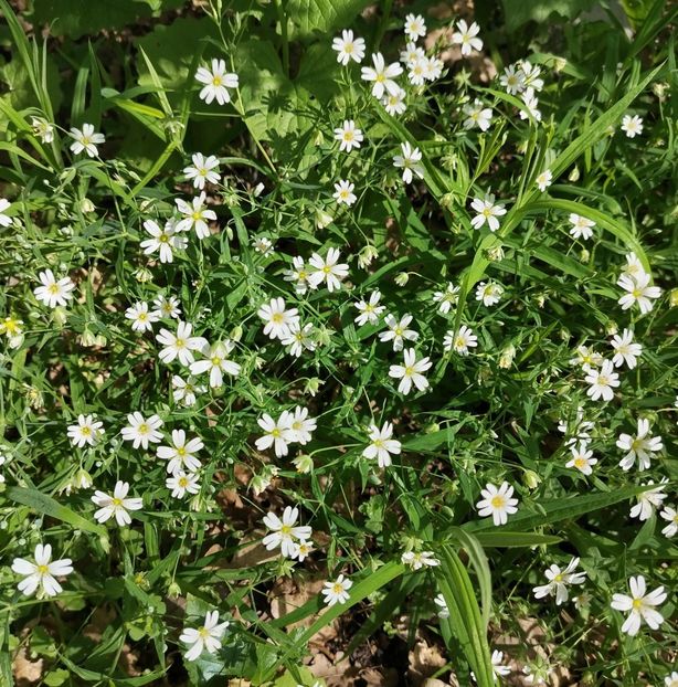  - Gradinuta mea 2025