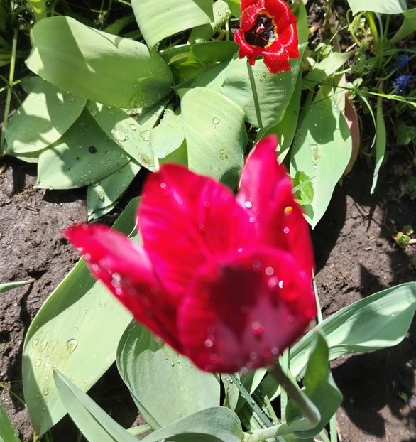  - Gradinuta mea 2025