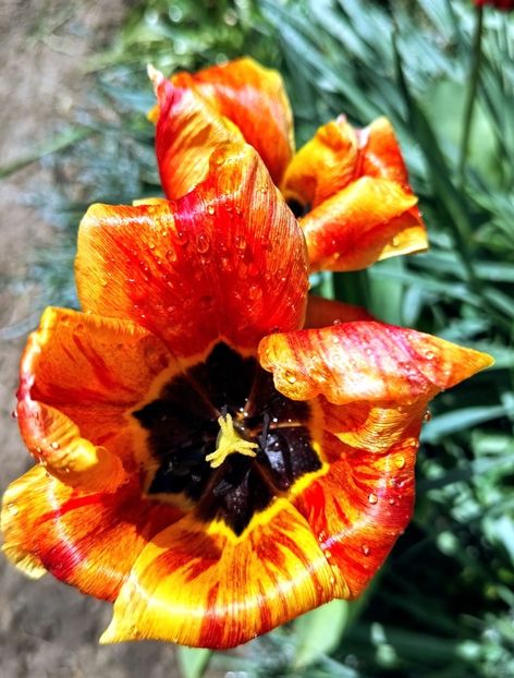  - Gradinuta mea 2025