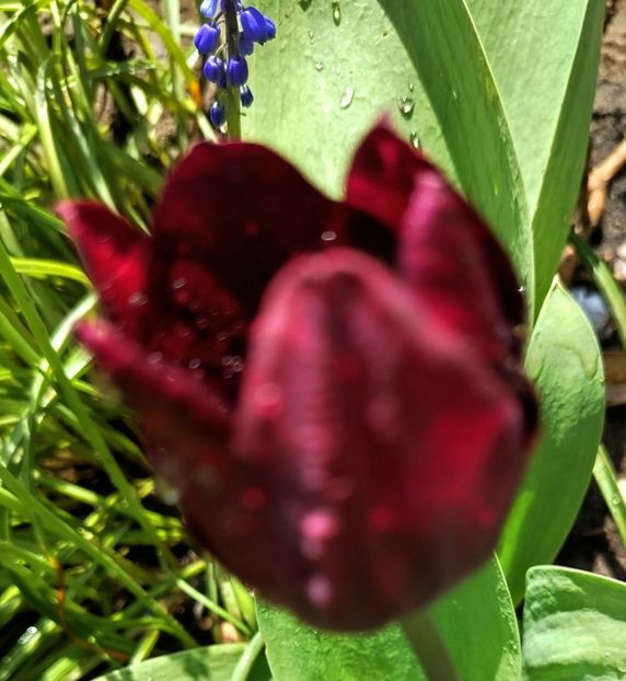  - Gradinuta mea 2025