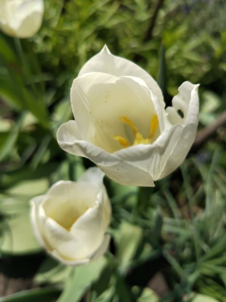  - Gradinuta mea 2025