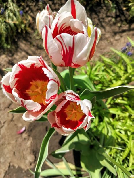  - Gradinuta mea 2025