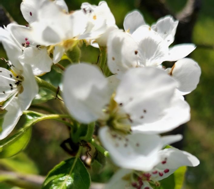  - Gradinuta mea 2025