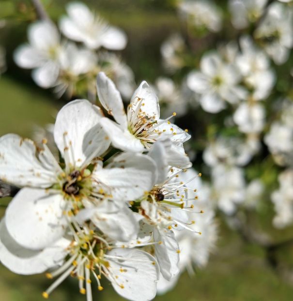  - Gradinuta mea 2025