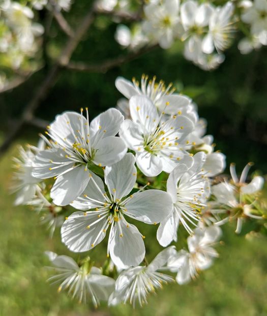  - Gradinuta mea 2025