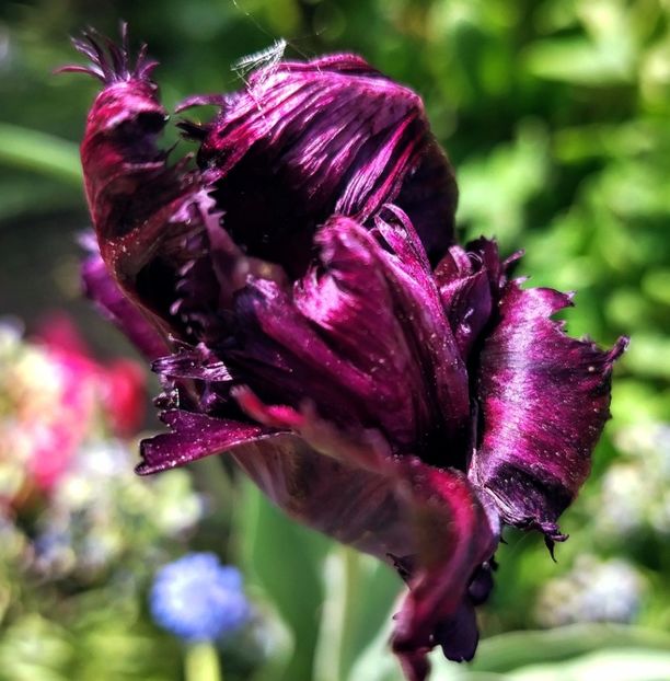  - Gradinuta mea 2025