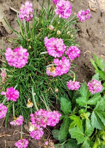  - Gradinuta mea 2025