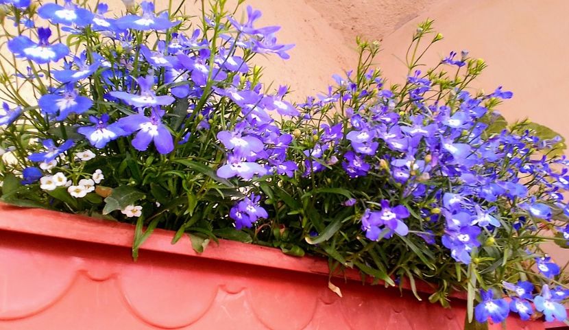  - Gradinuta mea 2025