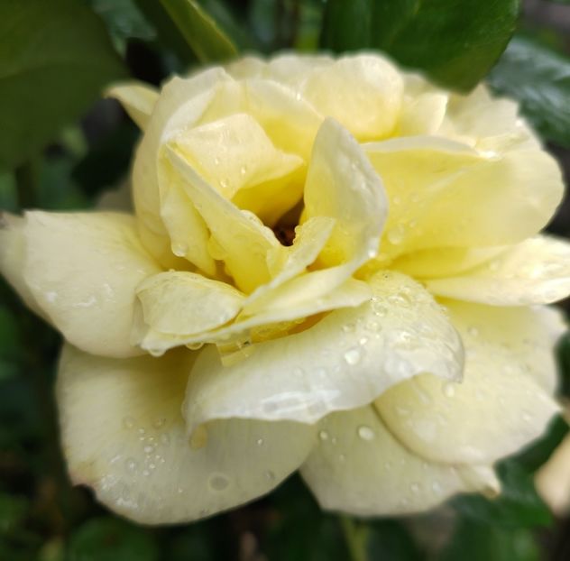  - Gradinuta mea 2025