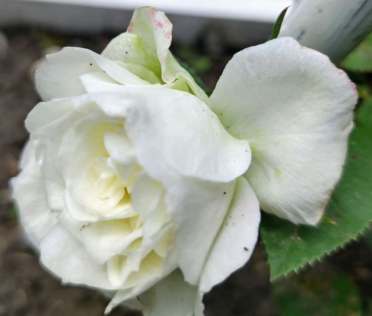  - Gradinuta mea 2025