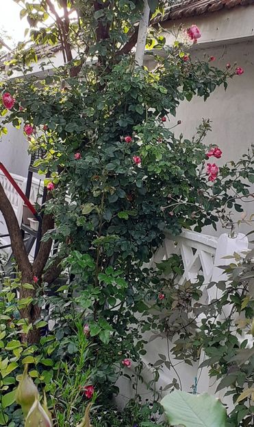  - 05- TRANDAFIRI URCĂTORI _ CLIMBERI